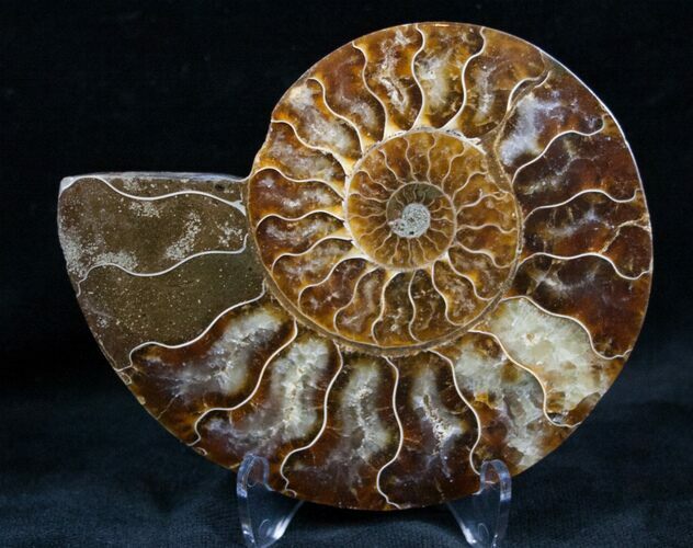 Cut and Polished Ammonite (Half) #7332